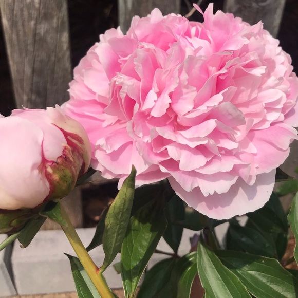 Meet your Posher, Alyssia - Picture 3 of 6